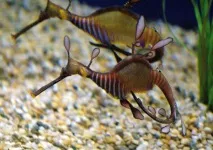 Листяний морський дракон Ганчірник дракони