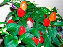Кращі гострі (гіркі) сорти перцю гіркі