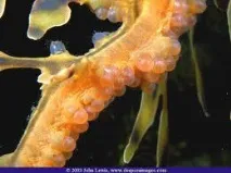 Листяний морський дракон Ганчірник листяний