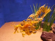 Листяний морський дракон або морський пегас (лат листяний
