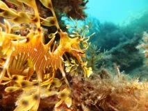 Листяний морський дракон або морський пегас (лат морський