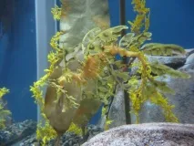 Листяний морський дракон або морський пегас (лат морський
