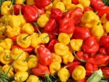 Кращі сорти гіркого перцю для відкритого ґрунту з описом та фото кращі