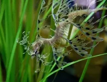 Листяний морський дракон або морський пегас (лат листяний