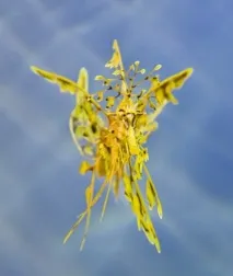 Листяний морський дракон або морський пегас (лат дракон