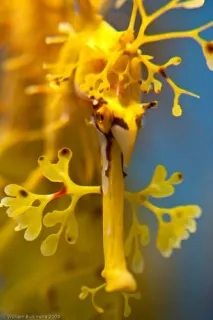 Листяний морський дракон або морський пегас (лат морський