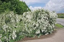Улюблениця квітникарів - сіра спірея квітникарів