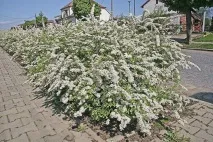 Улюблениця квітникарів - сіра спірея квітникарів