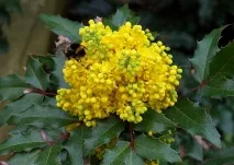 Магонія падуболістна (mahonia aquifolium)опис, застосування, лікувальні властивості, як приймати магонія