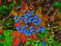 Магонія падуболістна (mahonia aquifolium)опис, застосування, лікувальні властивості, як приймати aquifolium