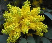 Магонія падуболістна (mahonia aquifolium)опис, застосування, лікувальні властивості, як приймати mahonia