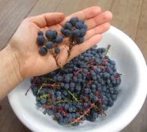 Магонія падуболістна (mahonia aquifolium)опис, застосування, лікувальні властивості, як приймати aquifolium