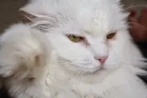 Місця під сонцем вистачить усім Алкоголь котам не іграшка! місця