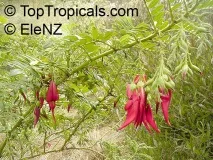 Світ тропічної екзотики - Clianthus puniceus - Екзотика з Нової Зеландії екзотики
