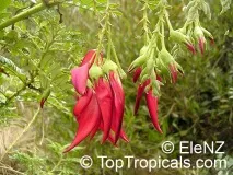 Світ тропічної екзотики - Clianthus puniceus - Екзотика з Нової Зеландії світ