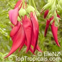 Світ тропічної екзотики - Clianthus puniceus - Екзотика з Нової Зеландії тропічної