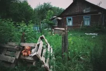Москвичі шукають будинок для собаки, який жив на Косій горі з убитою сім’єю, СУСПІЛЬСТВО, АіФ Тула шукають