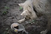 Москвичі шукають будинок для собаки, який жив на Косій горі з убитою сім’єю, СУСПІЛЬСТВО, АіФ Тула будинок