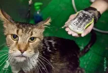 Сечі кота! волосся