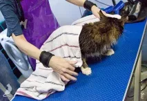 Сечі кота! шерсть