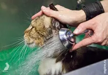 Сечі кота! волосся