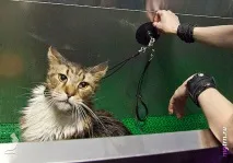 Сечі кота! кота