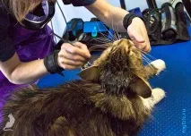 Сечі кота! сечі
