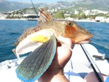 Морські півні – риби, які вміють «кукарекати» риби