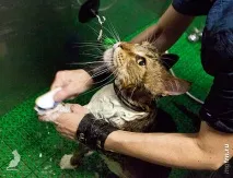 Сечі кота! вовни