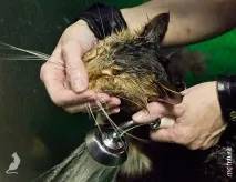 Сечі кота! сечі