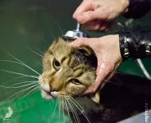 Сечі кота! шерсть