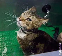 Сечі кота! вовни