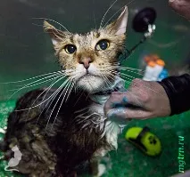 Сечі кота! волосся
