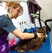 Сечі кота! волосся