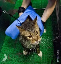 Сечі кота! вовни