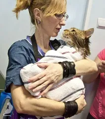Сечі кота! шерсть