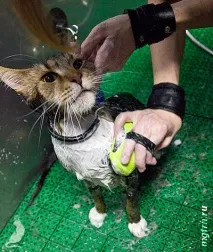 Сечі кота! волосся
