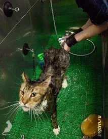Сечі кота! кота