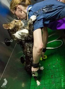 Сечі кота! кота