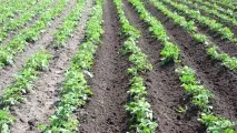 Чи можна садити картоплю під зиму навесні