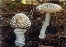 amanita