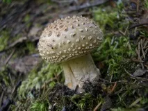 amanita