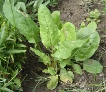 Народні засоби від болю у вусі у дорослих чим можна закапати болю