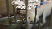 Потрібна допомога елітних вівчарок довели до виснаження допомога