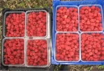 Нестача елементів живлення у яблуні, Результати пошуку, АППЯПМ елементів