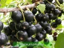 Нестача елементів живлення у яблуні, Результати пошуку, АППЯПМ нестача