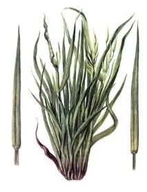 Oat pseudorosette rhabdovirus - Вірус залякування вівса (ВЗО) rhabdovirus