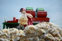 Суспільно корисна праця та збирання врожаю - різні речі корисна