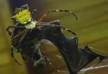 Despre păianjeni uriași - care pradă lilieci - Site natural