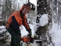 У лісорубів гаряча пора - Лісовий Регіон - галузева газета Північно-Заходу України лісовий